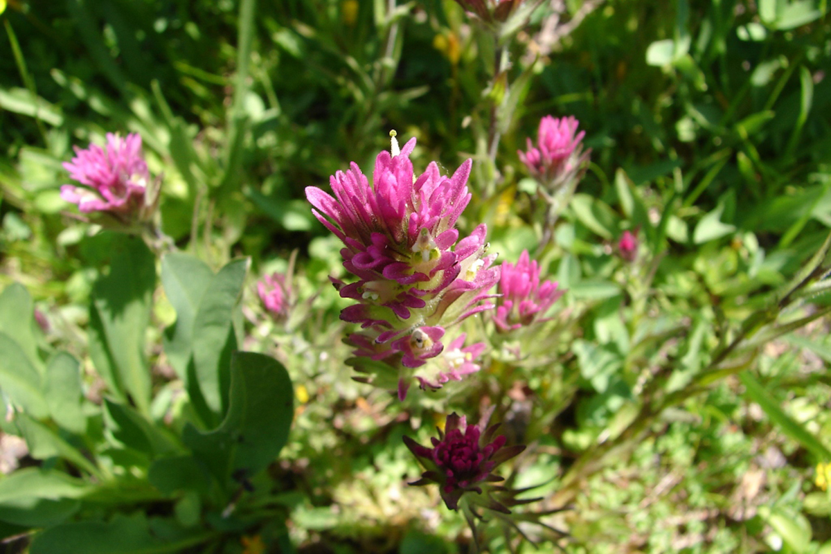 Castilleja lassenensis