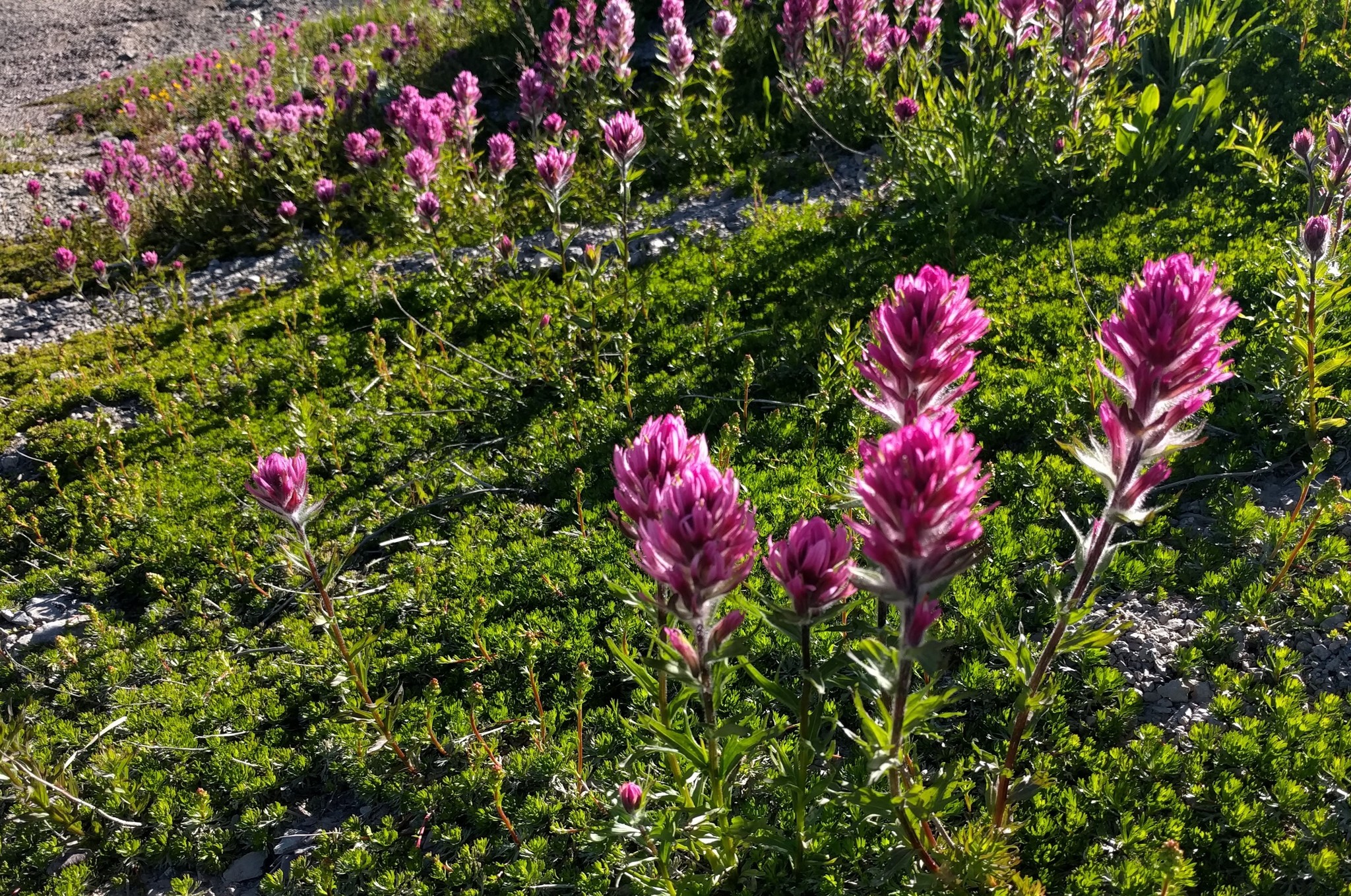 Castilleja parviflora