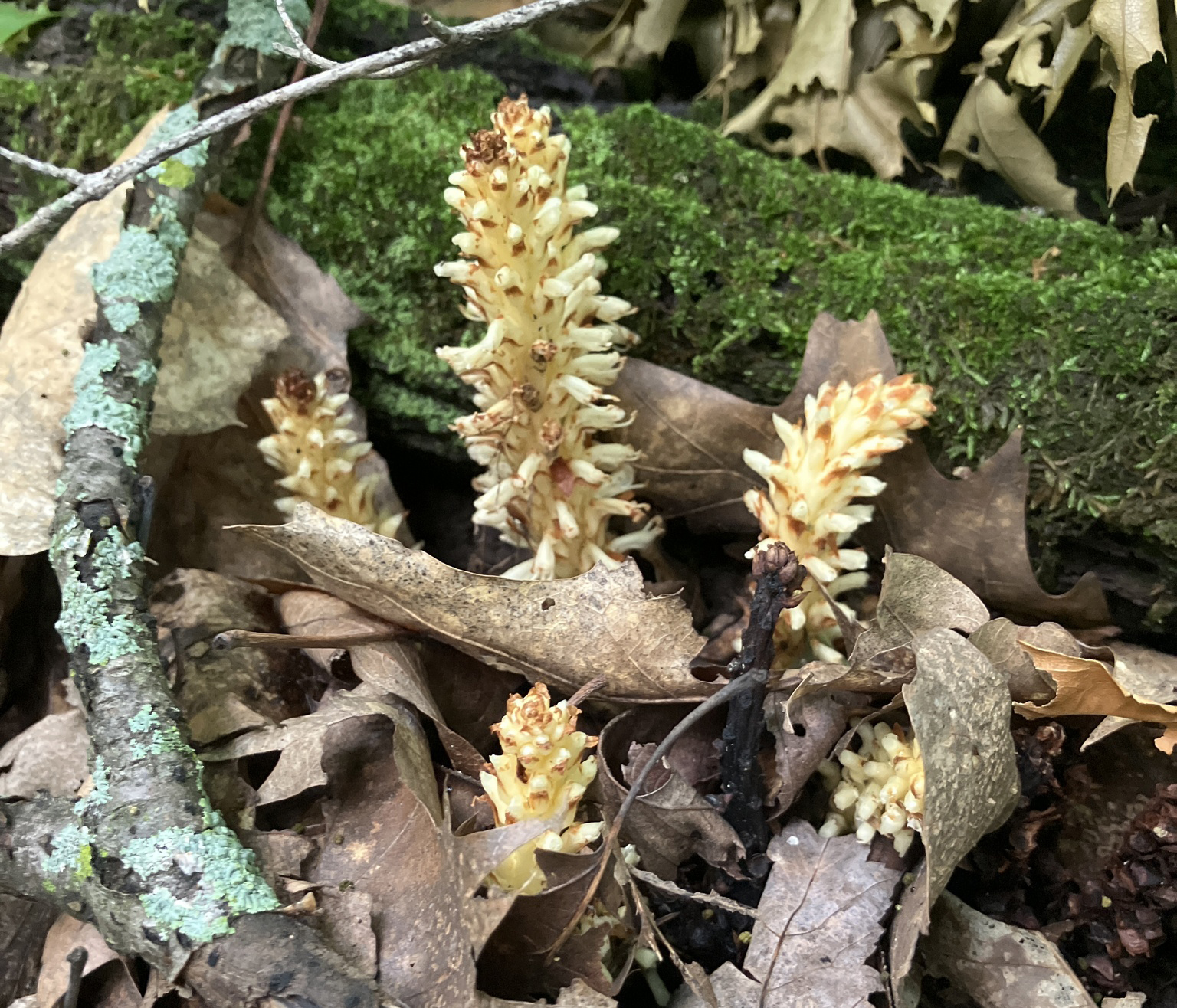 Conopholis americana