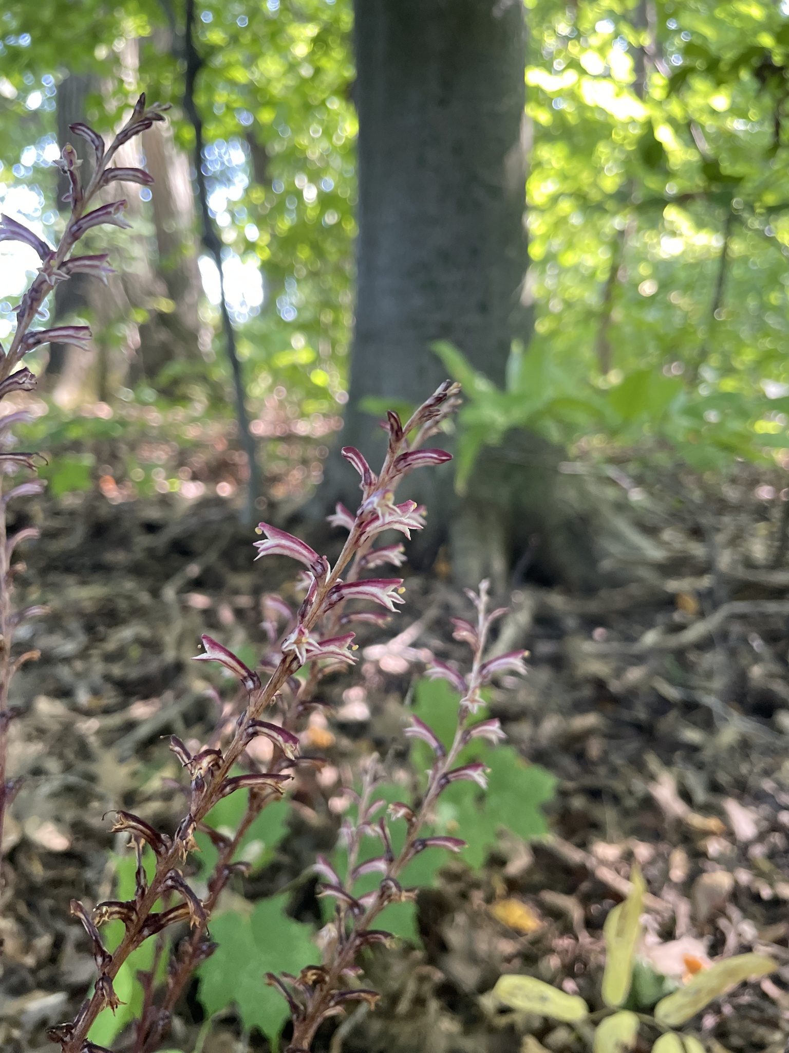 Epifagus virginiana