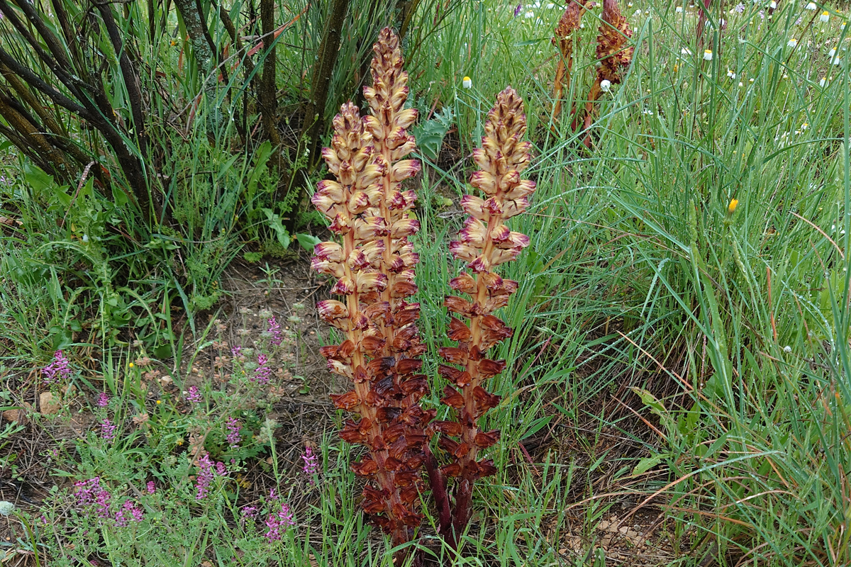 Orobanche gracilis
